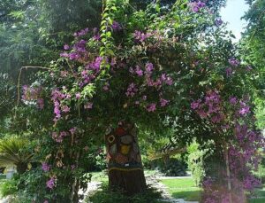 Ege Üniversitesinin endemik tıp cenneti: “Botanik Bahçesi