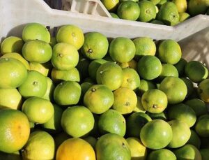 Ekim ayında mandalina ihracatında yüzde 144’lük rekor artış