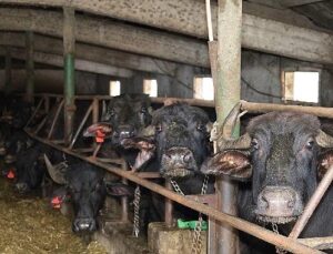 Kocaeli’de manda sayısı Büyükşehir’in takviyesiyle artıyor