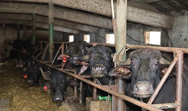 Kocaeli’de manda sayısı Büyükşehir’in takviyesiyle artıyor