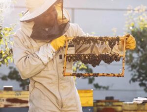 Kraliçe Arıyı Uzun Yaşatan Arı Sütü, İnsanlar için de Sağlık Kalkanı