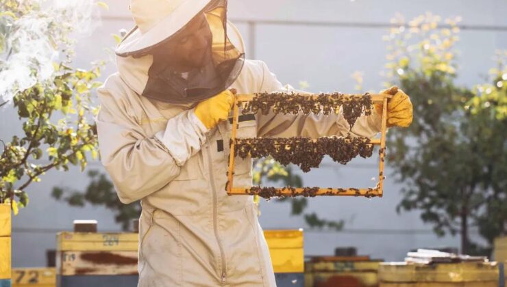 Kraliçe Arıyı Uzun Yaşatan Arı Sütü, İnsanlar için de Sağlık Kalkanı
