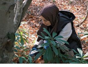 Kuzuyayla’da mantarların gizemli dünyası keşfedildi