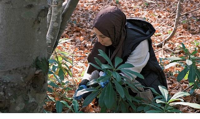 Kuzuyayla’da mantarların gizemli dünyası keşfedildi
