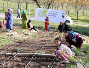 Mahalle bostanlarında kış dikimleri başladı