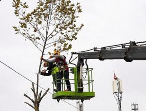 Maltepe’de budama vakti