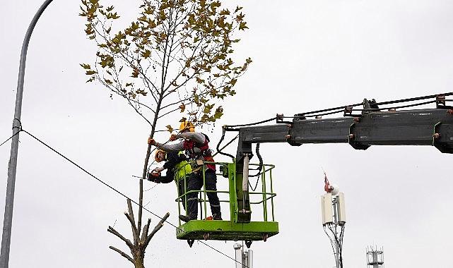 Maltepe’de budama vakti