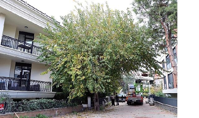 Maltepe’nin ağaçları sağlıklı büyümesi için budanıyor