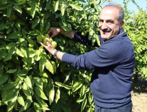 Mandalina ihracatında Ekim bereketi