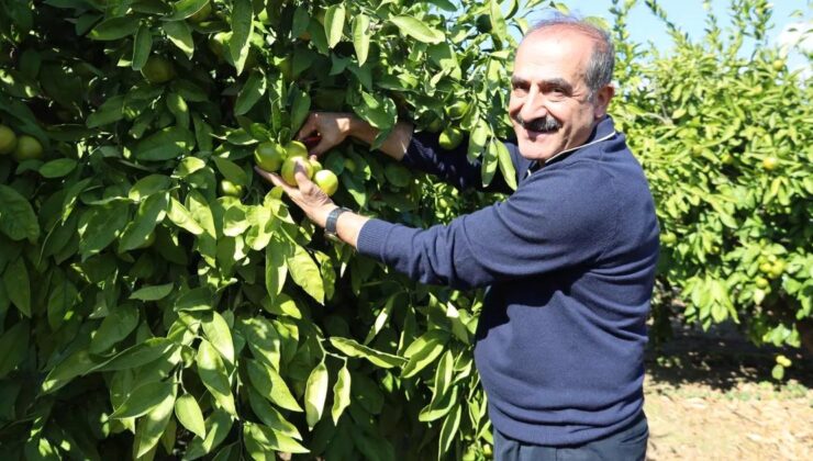 Mandalina ihracatında Ekim bereketi