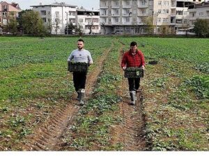 Osmangazi Belediyesi Doğal Üretimle Sofralara Sıhhat Sunuyor