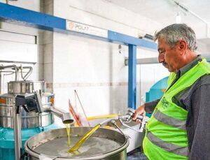 Seferihisar Belediyesi’nden örnek proje; Çocukların topladığı zeytinler sofralara rahmet olacak