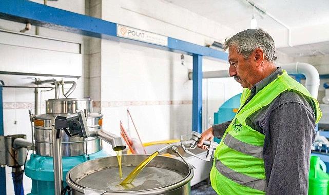 Seferihisar Belediyesi’nden örnek proje; Çocukların topladığı zeytinler sofralara rahmet olacak