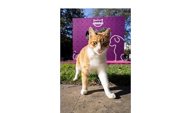 Shane Larkin’den “Gör Beni” Projesi’ne İlham Veren Takviye: