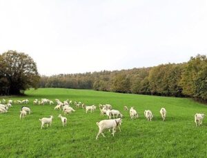 Süt otu dayanağı meraları rahmete kavuşturdu