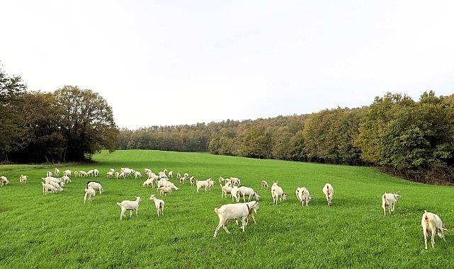 Süt otu dayanağı meraları rahmete kavuşturdu