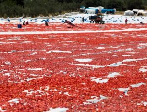 Türkiye, Kuru Domates İhracatında Dünya İkincisi Oldu
