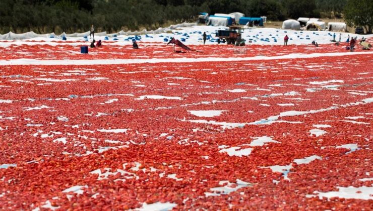 Türkiye, Kuru Domates İhracatında Dünya İkincisi Oldu