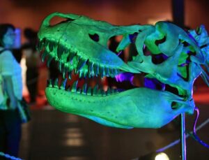 70 milyon yıllık kayıp dinozor evine dönüyor