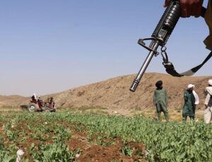 Afghan farmers suffer heavy losses after Taliban ban opium poppy cultivation, report says