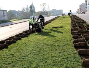 Ağaçlar yeni yerlerinde hayat bulacak