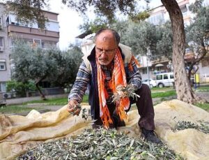 Buca’da zeytin hasadı vakti