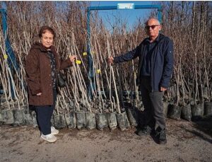 Büyükşehir, 3.600 Trabzon hurması fidanı dağıtıyor