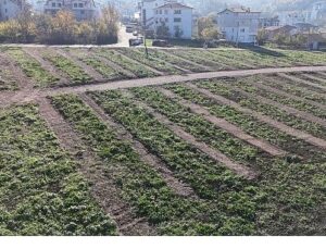 Büyükşehir’den Gölcük’e yeni mezarlık alanları