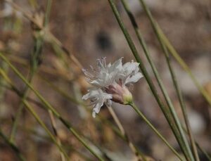 “Çameli pelemiri” bitki literatürüne kazandırıldı