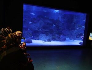 Engelliler, su altı dalışı yaparak yeteneklerini sergiledi