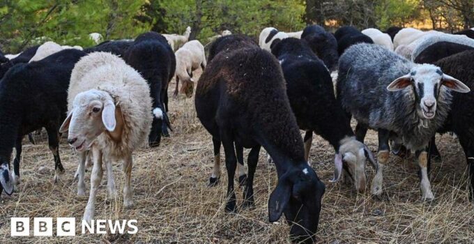 Greek sheep and goat cull raises fears of feta cheese shortage