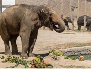 İzmir Doğal Hayat Parkı’nın fillerine hayat kurtaran ayak bakımı