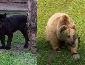 Jüliet ve Yumuk da artık İzmirli oldu