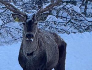 Karla Kaplı Kuzuyayla’da Kızıl Geyik Görüntülendi