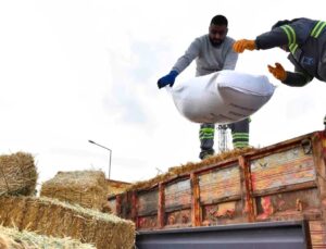 Manda Yetiştiricilerine Ücretsiz Kaba Yem Desteği
