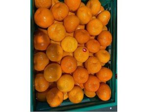 Mandalina ihracatı tarih yazıyor