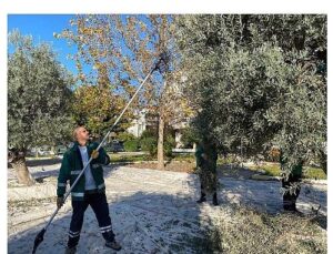 Milas Belediyesi Park ve Yeşil Alanlarda Zeytin Hasadına Devam Ediyor