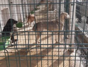 Orhangazi Sokak Hayvanları Barınma ve Rehabilitasyon Merkezi Açıldı