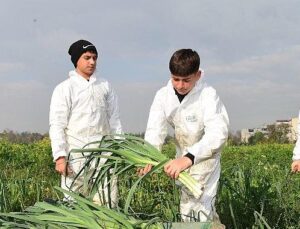 Osmangazi’de Pırasa Hasadıyla Doğallık Sofralara Taşınıyor