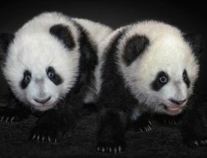 Tokyo’daki ikiz pandalar Çin’e dönüyor: Japonya, 50 yıl sonra pandasız kalacak
