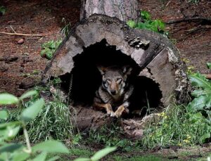 Utrecht lifts forest warning after DNA confirms wolf shot was menace known as ‘Bram’