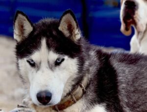 Yalova Belediyesi’nden Can Dostlara Kapsamlı Hizmet