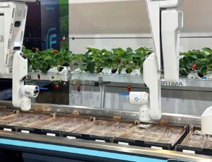 Yapay Zekâ Artık Çilek Seralarında