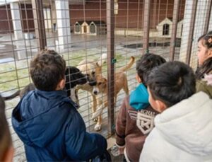 86 bin tedavi, 13 bin kısırlaştırma