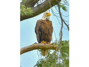 Amerika’da Bir Seferihisarlıdan Tabiat Gururu: Kar Baykuşunu Fotoğraflamayı Başardı