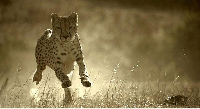 ‘Büyük Kediler Dünyası’, 1 Şubat Pazar 20.00’de National Geographic WILD Ekranlarında!