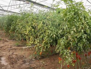 Büyükşehir Belediyesi Aksulu çiftçilerin yanında