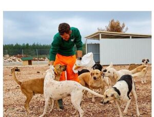 Büyükşehir’den sokak köpeklerine özel ömür alanı