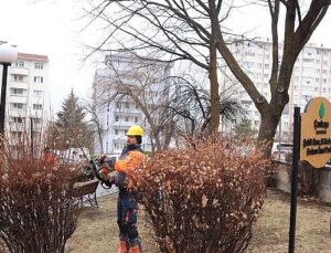 Çankaya’da Budama Çalışmaları Bahar Öncesi Sürat Kazandı