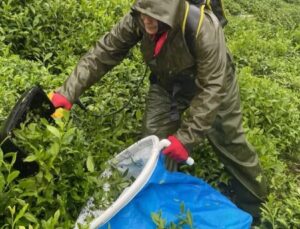 Ergonomi ve Egzersiz, Çay İşçilerinin Sağlığını Güçlendiriyor!